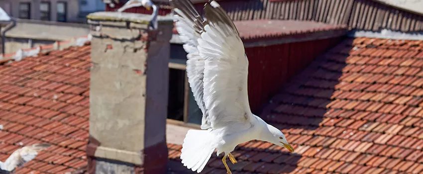 Residential Chimney Animal Removal Solution in Revere, MA
